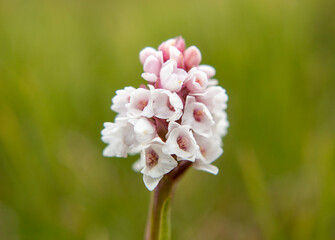 Frivald`s Orchid (Gymnadenia frivaldii) in natural habitat
