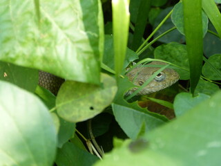 Chameleon hiding in the leaf : Blend into the Nature 