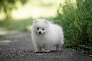 Fototapeta premium Beautiful puppy of breed Spitz runs on the green grass.