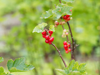 Ribes rubrum oder Rote Johannisbeere, Obstsrauch mit Essbare, glänzende und durchscheinende rote Beeren, saftig mit einen säuerlichen Geschmack 