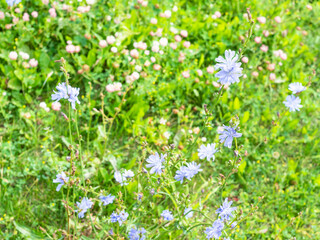 Obraz na płótnie Canvas flowering chicory plant and blurred clover meadow on sunny summer day (focus on upper flower on foreground)