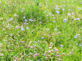 red clover and blue chicory flowers at green meadow on sunny summer day