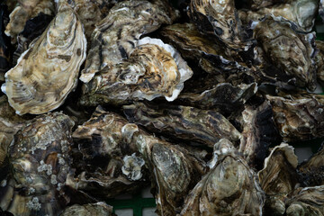 Fototapeta na wymiar Closeup of oysters. Healthy food background. Top view. 