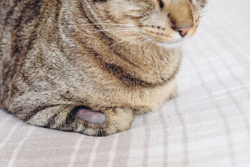 Tabby cat has shaved hair on his front leg after fluid therapy.