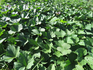 Sweet potato plants