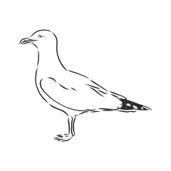 Seagull bird animal sketch engraving vector illustration. Scratch board style imitation. Hand drawn image. Seagull bird, vector sketch illustration
