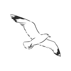 Obraz premium Seagull bird animal sketch engraving vector illustration. Scratch board style imitation. Hand drawn image. Seagull bird, vector sketch illustration