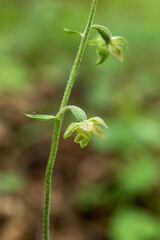 Fototapeta premium Small-leaved Helleborine (Epipactis microphylla) in natural habitat