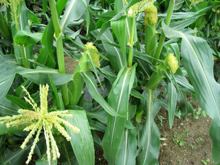 corn field