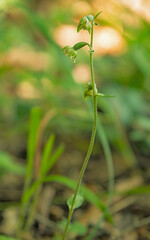 Small-leaved Helleborine (Epipactis microphylla) in natural habitat