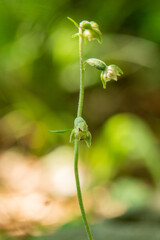 Small-leaved Helleborine (Epipactis microphylla) in natural habitat