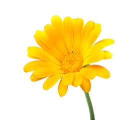 Calendula. Marigold flower with leaves isolated on white