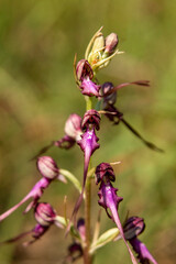 Lizard Orchid (Himantoglossum jankae) in natural habitat