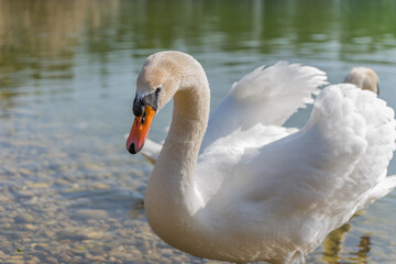 Obraz premium Schwahn