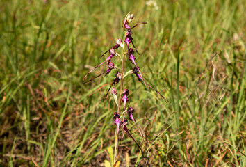 Lizard Orchid (Himantoglossum jankae) in natural habitat