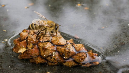 Honey bee drinks water from cones