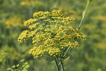 Aniseed flowers bloom in fennel fields