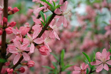 pink almond flowers in blossom on a rainy day