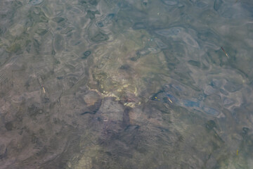 Caretta caretta turtle from Argostoli on the island of Kefalonia Greece