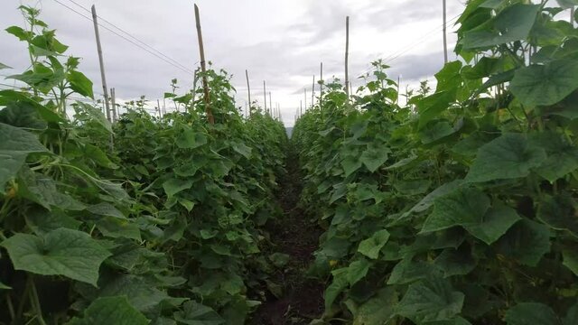 Cucumbers that are planted in rows, melons are bearing fruit.