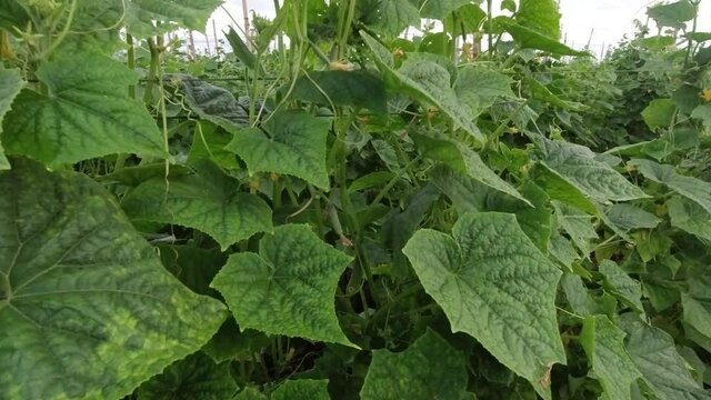 Cucumbers that are planted in rows, melons are bearing fruit.