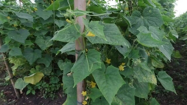 Cucumbers that are planted in rows, melons are bearing fruit.