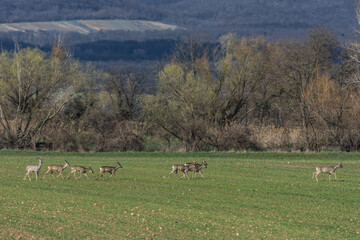deer on a flield in the nature