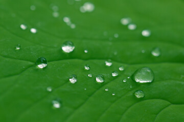 蓮の葉の上の水滴