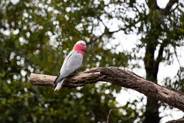 Galah or Rose Breasted Cockatoo