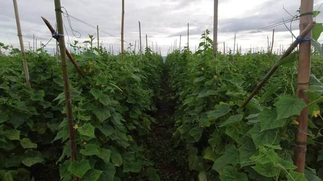 Cucumbers that are planted in rows, melons are bearing fruit.