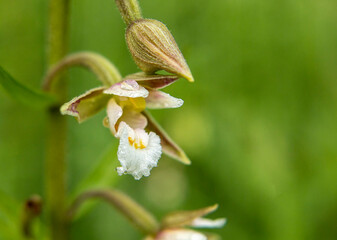 Marsh Helleborine (Epipactis palustris) in natural habitat