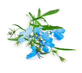 Flowers of blue lobelia isolated on a white background.