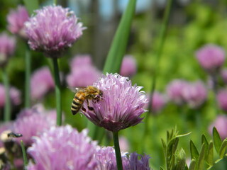 bee on a flower