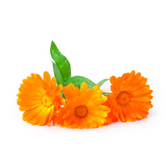 Calendula flowers isolated on a white background.