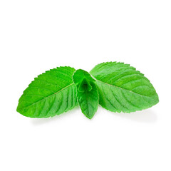 Fresh mint leaves isolated on a white background.