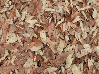 落ち葉カーペット