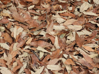 落ち葉カーペット