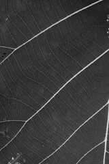 Obraz premium Close Up Of Green Leaf Texture