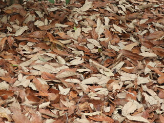 落ち葉カーペット