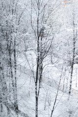 Snowy trees, christmas background, winter.