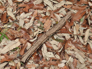 落ち葉カーペット