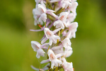 Fragrant Orchid (Gymnadenia conopsea) in natural habitat