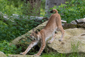 Luchs Dehnungen
