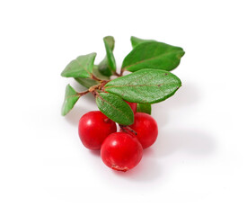 Cowberries on a branch isolated on a white background.