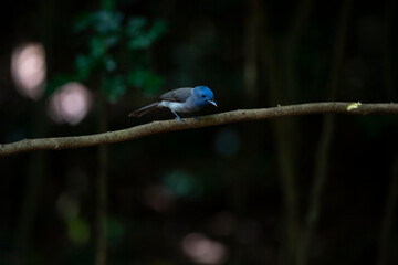 Female Black - naped Monarch