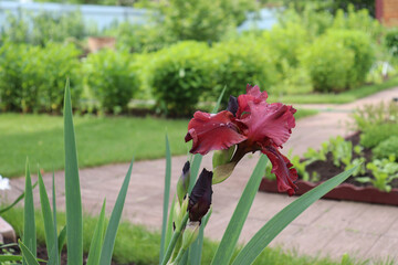 red  iris flower in the garden