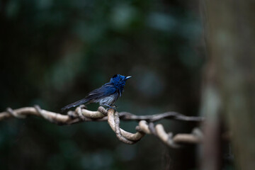 Black - naped Monarch