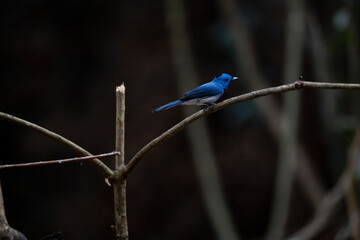 Fototapeta premium Black - naped Monarch