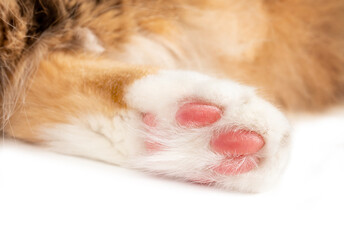 Cat paw close up.  Hind leg of white orange long hair cat. Focus on pink shock absorbed paw pads...