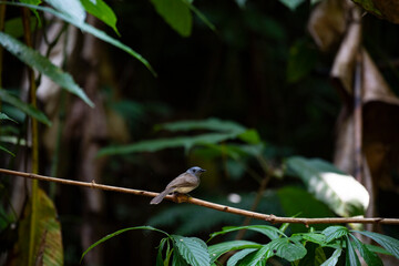 Black - naped monarch